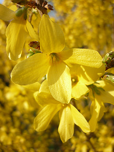goldenrod, mekar, kuning, musim semi, bunga