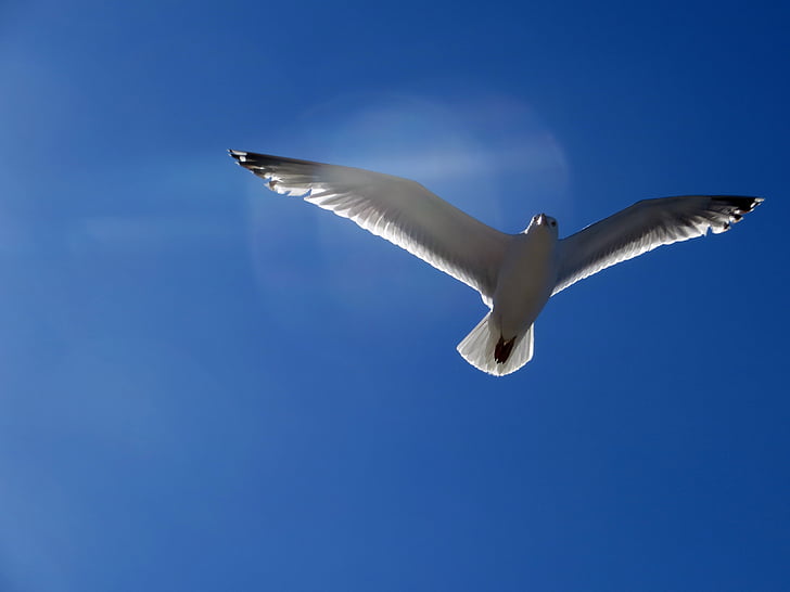 seagull, gull, fly, glide, sail, elegant, bird