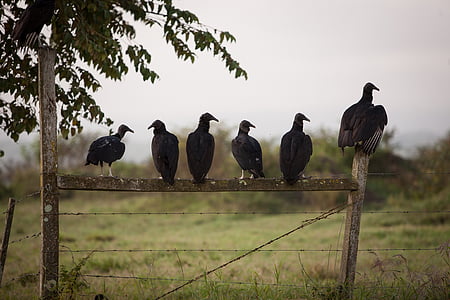 birds, vulture, gang, fence, club, group, predator