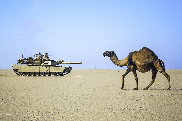 ørkenen, kamel, tank, hæren, militære, sand, Hot