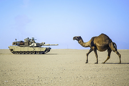 Desert, Camel, tank, armáda, vojenské, piesok, horúce