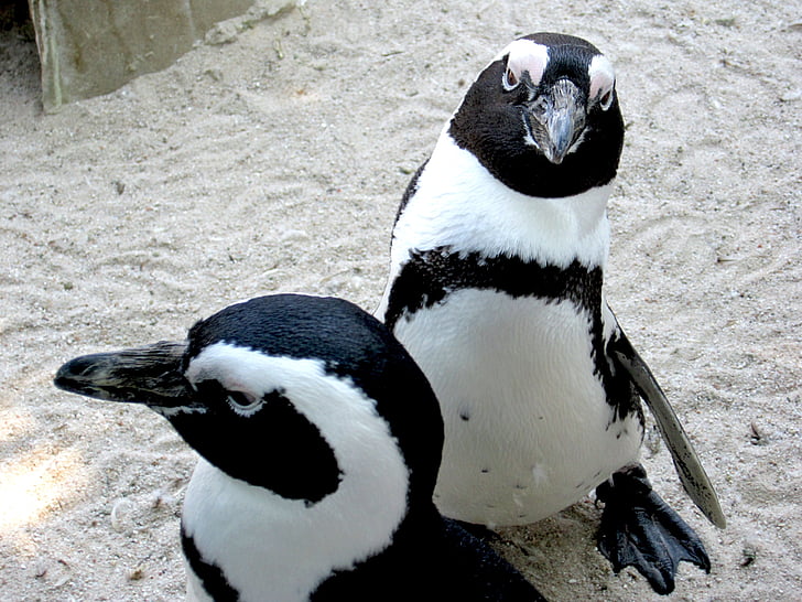 πιγκουίνοι, Ζωολογικός Κήπος, ζώο, πουλί, νερό πουλί, λευκό, μαύρο