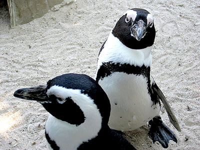 tučňáci, Zoo, zvíře, pták, vodní pták, bílá, černá