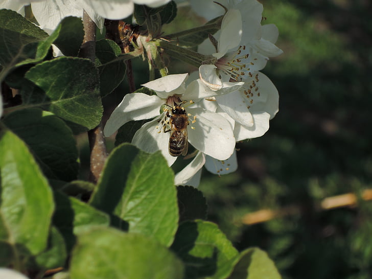 цветя, ябълковото дърво, пчела, Apple цвете, Блум, разцъфнало дърво, цъфтящи дървета