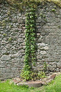 climber, plant, stone wall, nature, garden, courtyard, green