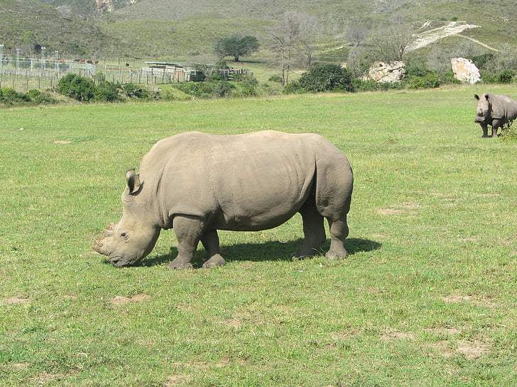 Rhino, África, Safari, animal, Parque zoológico, Parque, africano