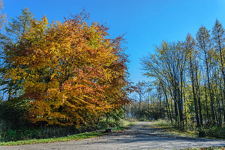 podzim, strom, parku, obloha, způsob, krajina, modrá
