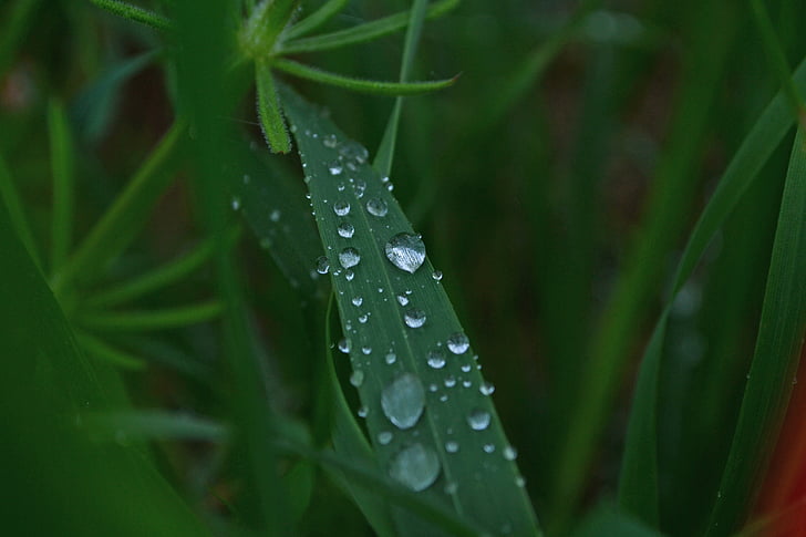 gräs, våt, naturen, droppar vatten