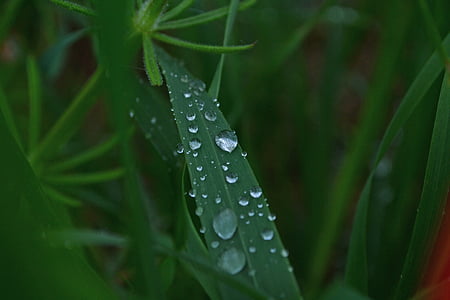 草, ウェット, 自然, 水の滴