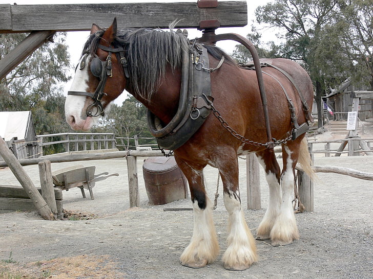 castagno, Shire horse, imbracatura, equino, animale, Shire, cavallo