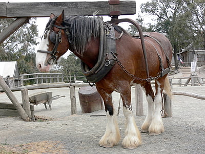 κάστανο, Shire horse, εξάρτυση, ιπποειδών, ζώο, Shire, άλογο