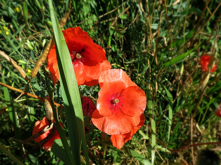 poppies, flowers, poppy, nature, blooms, plant, red