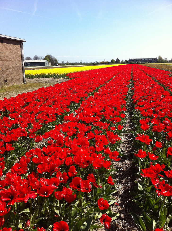 tullips, červená, kvety, polia, Holandsko, jar, Holandsko