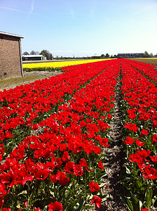tullips, vermell, flors, camps, Països Baixos, primavera, Holanda