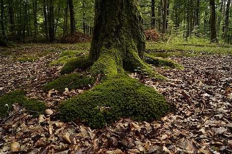 Moss, puit, sammaldunud, järelkasv, metsa, loodus, suvel