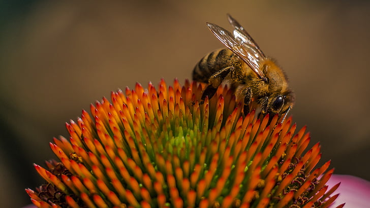 Bee, pollinering, insekt, honningbie, bier, blomst, leddyr