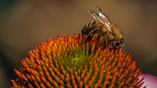 Bee, pollinering, insekt, honungsbiet, bina, Bloom, leddjur