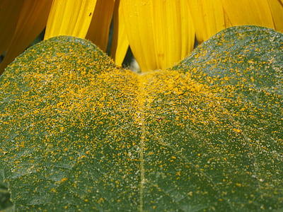 leaf, pollen, sunflower leaf, yellow, bee pollen, pollen grains, ripe
