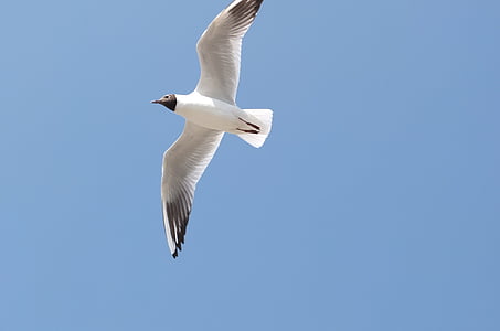 seagull, sky, kunming, fly