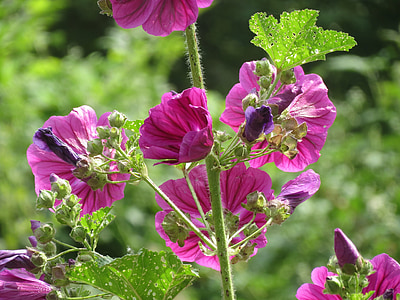 Malva sylvestris, mauve, fromages, grande mauve, Tall mallow, fleurs sauvages, Blooming