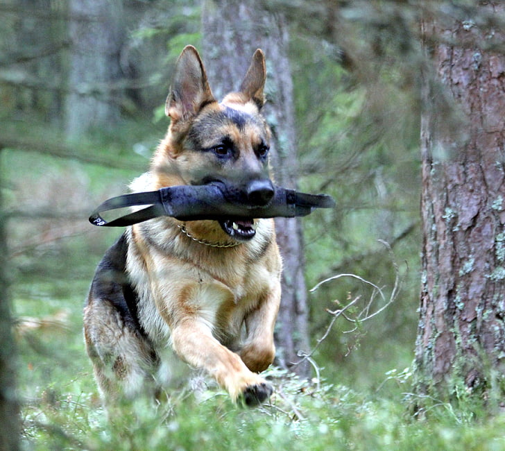 german shepherd dog, male, play