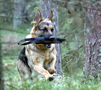 cão de pastor alemão, macho, jogar
