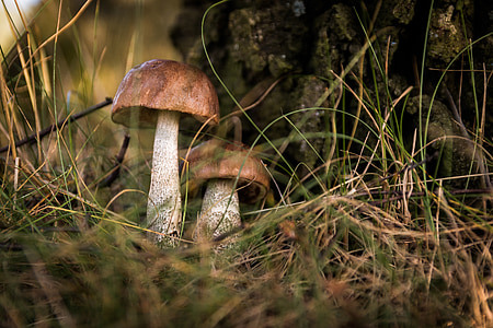 mushrooms, forest, the collection of, collect, autumn, poisoning