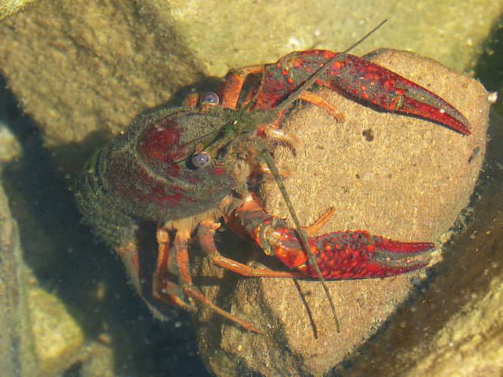 american crab, crayfish, rocks, tweezers, river, invasive species, plague