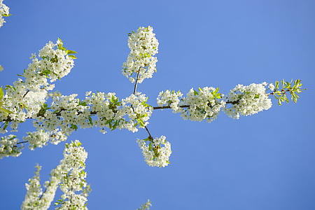 kirsikankukka, Blossom, Bloom, kirsikka, valkoinen, haara, kukat