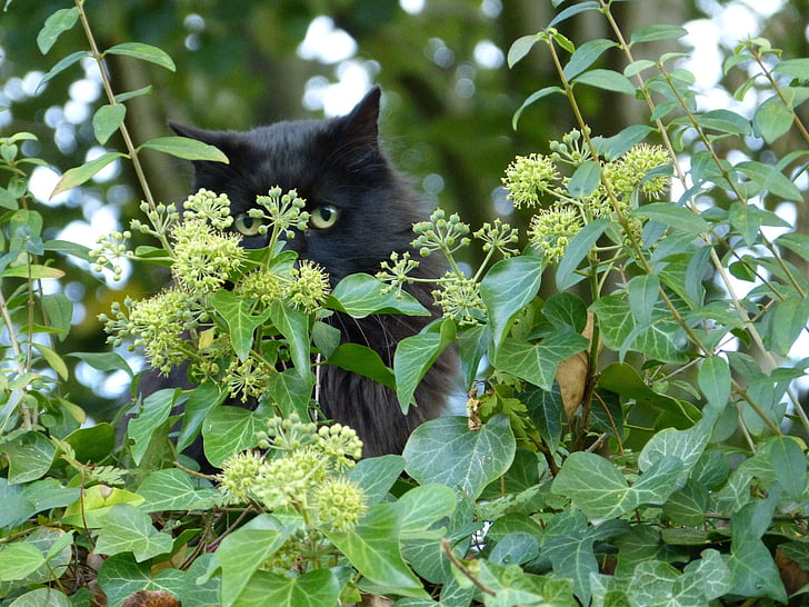 кошка, кошачьих (Felidae), Хищник, млекопитающее, листья, глаза, черный