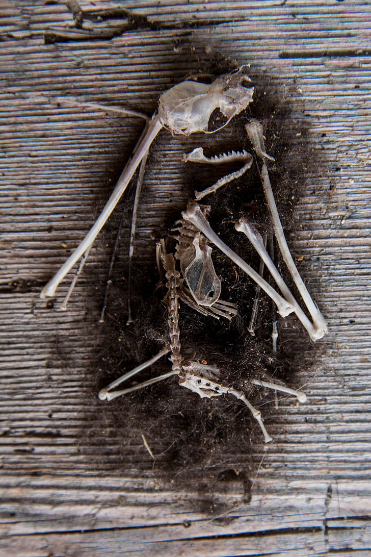 mouse, scheletro, mucchio di ossa, telaio, morti, dell'osso, pelliccia