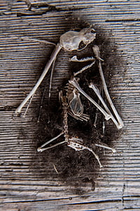 rato, esqueleto, pilha de ossos, quadro, mortos, osso, peles