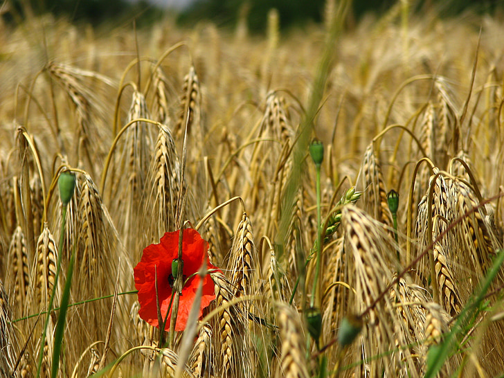 Mak, polje kukuruza, weizenären, Arni, polje pšenice, žitarice, Crveni