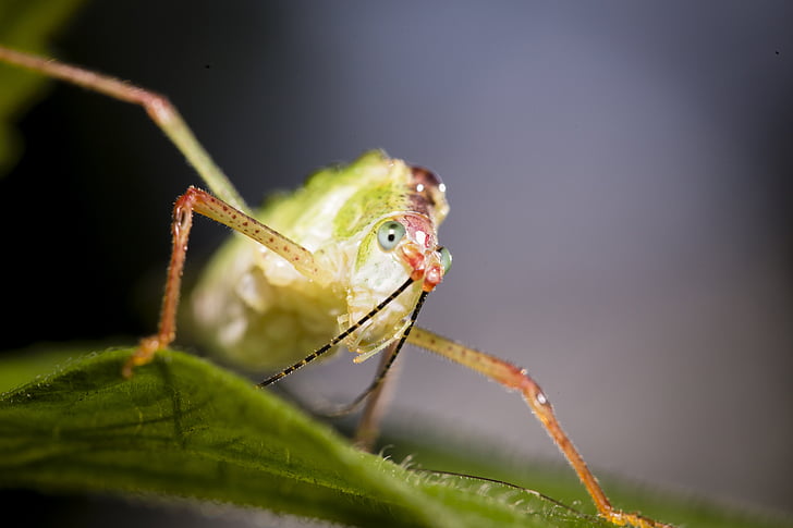 곤충, 베트남, 그린, 자연, 클로즈업, 멋진 사진, 야생
