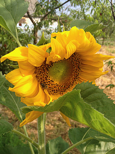 sunflower, garden, yellow, plant, nature, summer, bloom
