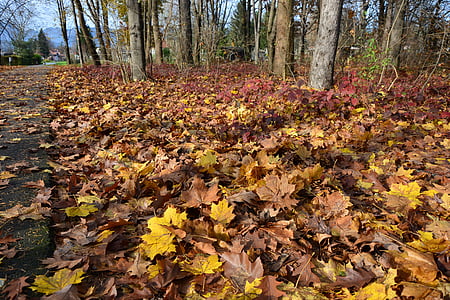 Осень, коричневый, желтый, лес, листья, Парк