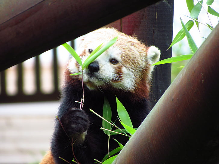 rojo, Panda, panda rojo, comer, sentado, animal, flora y fauna