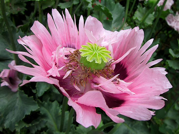 Poppy, bunga, merah muda, musim semi, tunggal