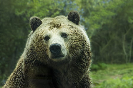 animal, bear, close-up, forest, fur, grizzly bear, mammal