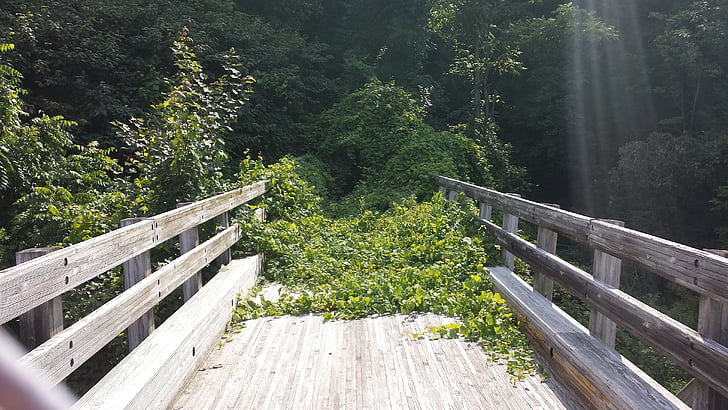 wood, bridge, vermont, intervale, footbridge, overgrown, nowhere