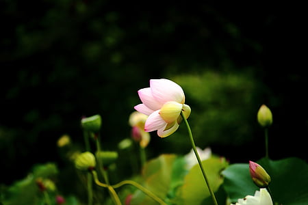 lotus, daechung, lotus village, flowers, pink, insects, potted plant