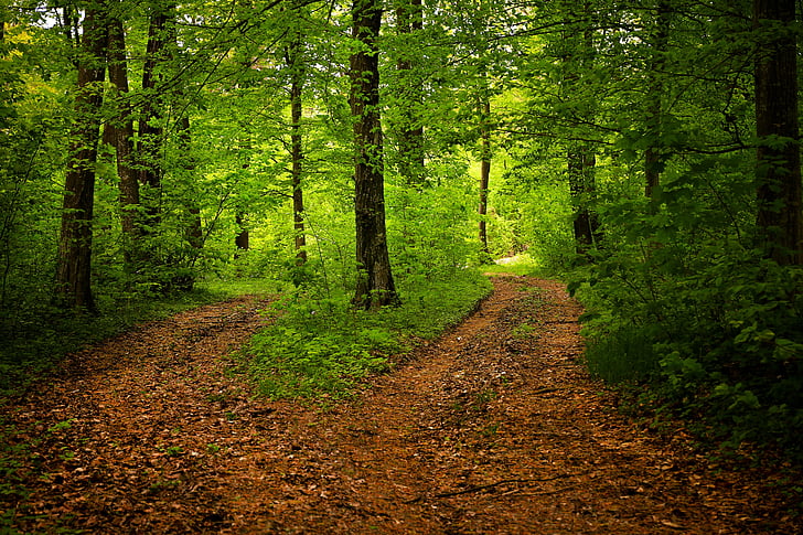 ceļš, meža, daba, sezonas, zaļa, meži, ainava