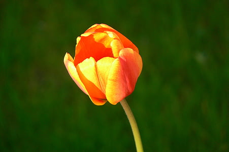 Tulip, flor, flor, floración, planta, naranja, primavera