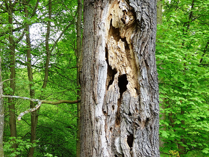 tree, holes, destroyed, trunk, nature, forest, the bark