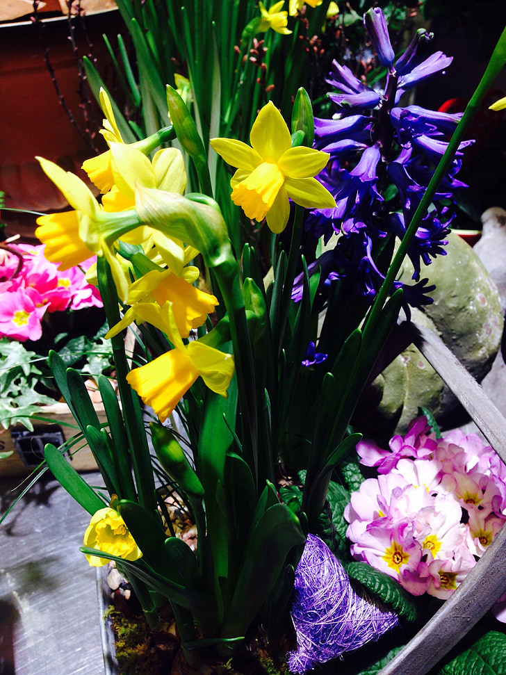 květiny, jaro, barevné