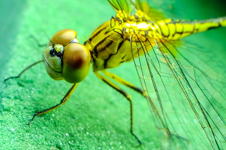 dragonfly, insect, black, blue, eyes, green, legs