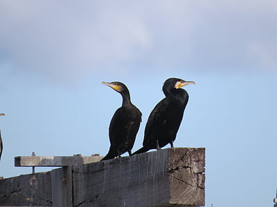lớn cormorant, Goolwa, Nam Úc, nước chim
