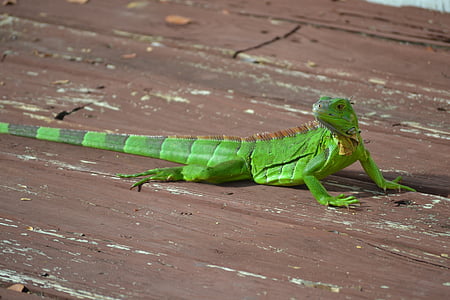 Lagarto, lagarto verde, Estados Unidos