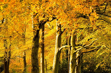 efterår, træ, træer, Park, gren, grene, blad