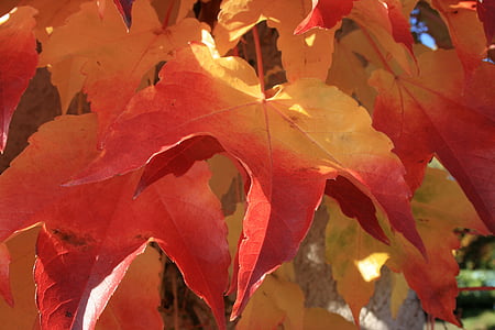 september, kleurrijke, herfst, Kleur, blad, natuur, esdoorn